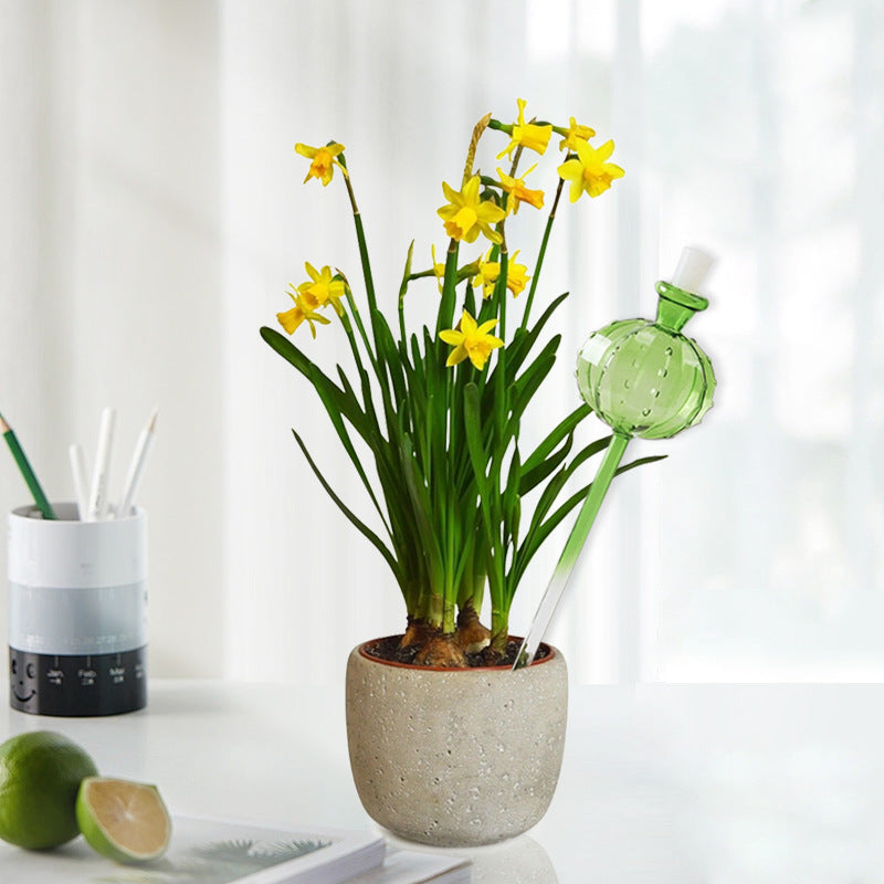 Glass Cactus Self Water System